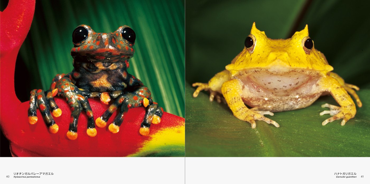 世界のキレイでかわいいカエル 大渕 希郷 Pie Books 本 通販 Amazon