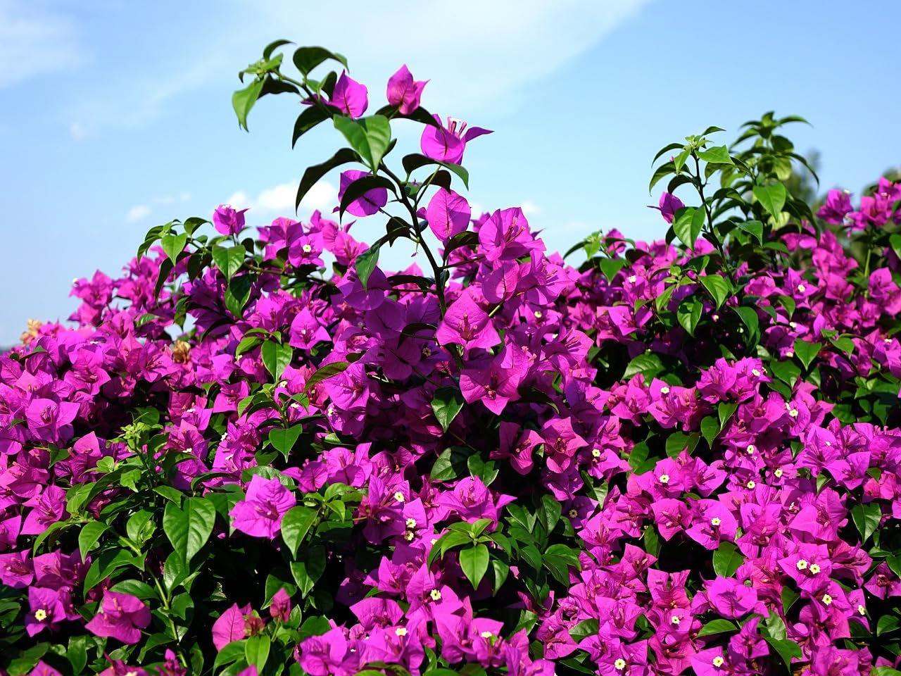 See full amazon price history chart for The Gifti ® Pink Bougainvillea Live Plant - Bougainvillea Garden Plant for Outdoor Vine Plant with Vibrant Tropical Flowers The Gifti ® Pink Bougainvillea Live Plant - Bougainvillea Garden Plant for Outdoor Vine Plant with Vibrant Tropical Flowers (B0CZNHJ29Z) Amazon Price History, Amazon Price Tracker