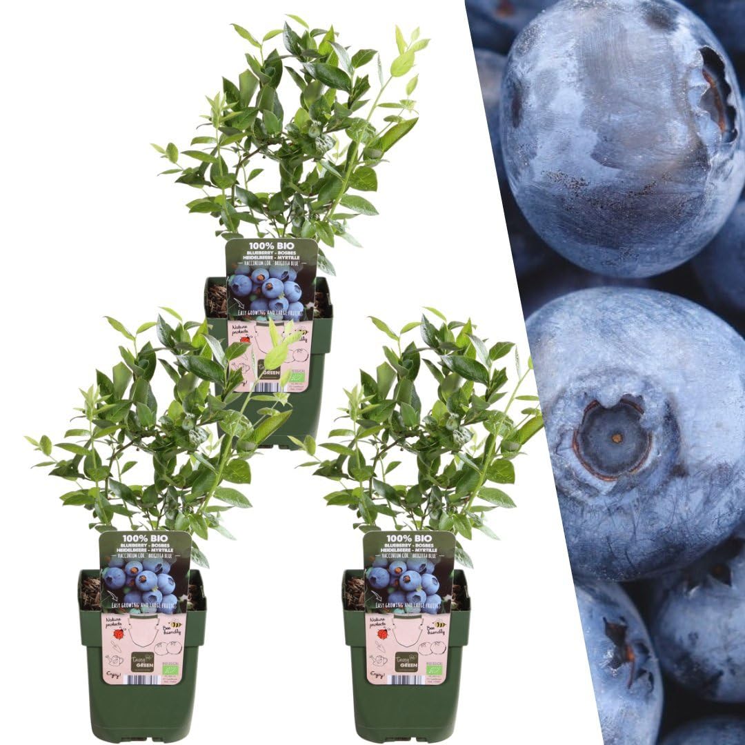 Plants by Frank | 3 piante di mirtillo | piante di mirtillo | Piante da frutto biologiche al 100% | mirtilli | piante da giardino resistenti all'inverno