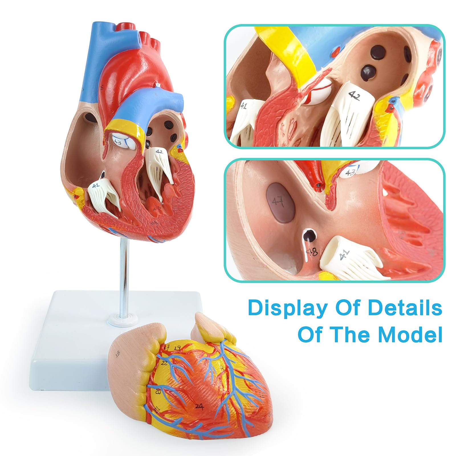 EVOTECH SCIENTIFIC Lebensgroßes menschliches Herzmodell, 1: 1-anatomisches Herzmodell auf Zwerchfell- und Perikardbasis