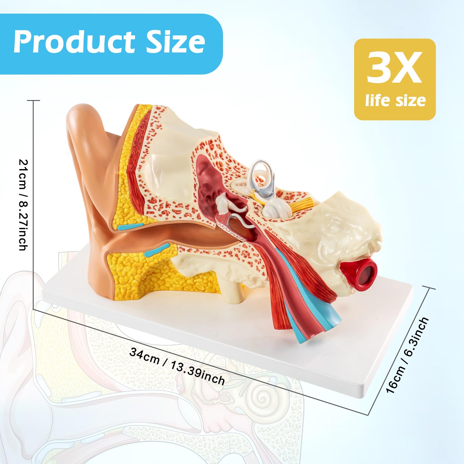 Modelo de anatomía del oído humano ampliado 3 veces – 3 partes desmontables con base y manual detallado, ideal para educación médica, estudio de biología, demostración en el aula