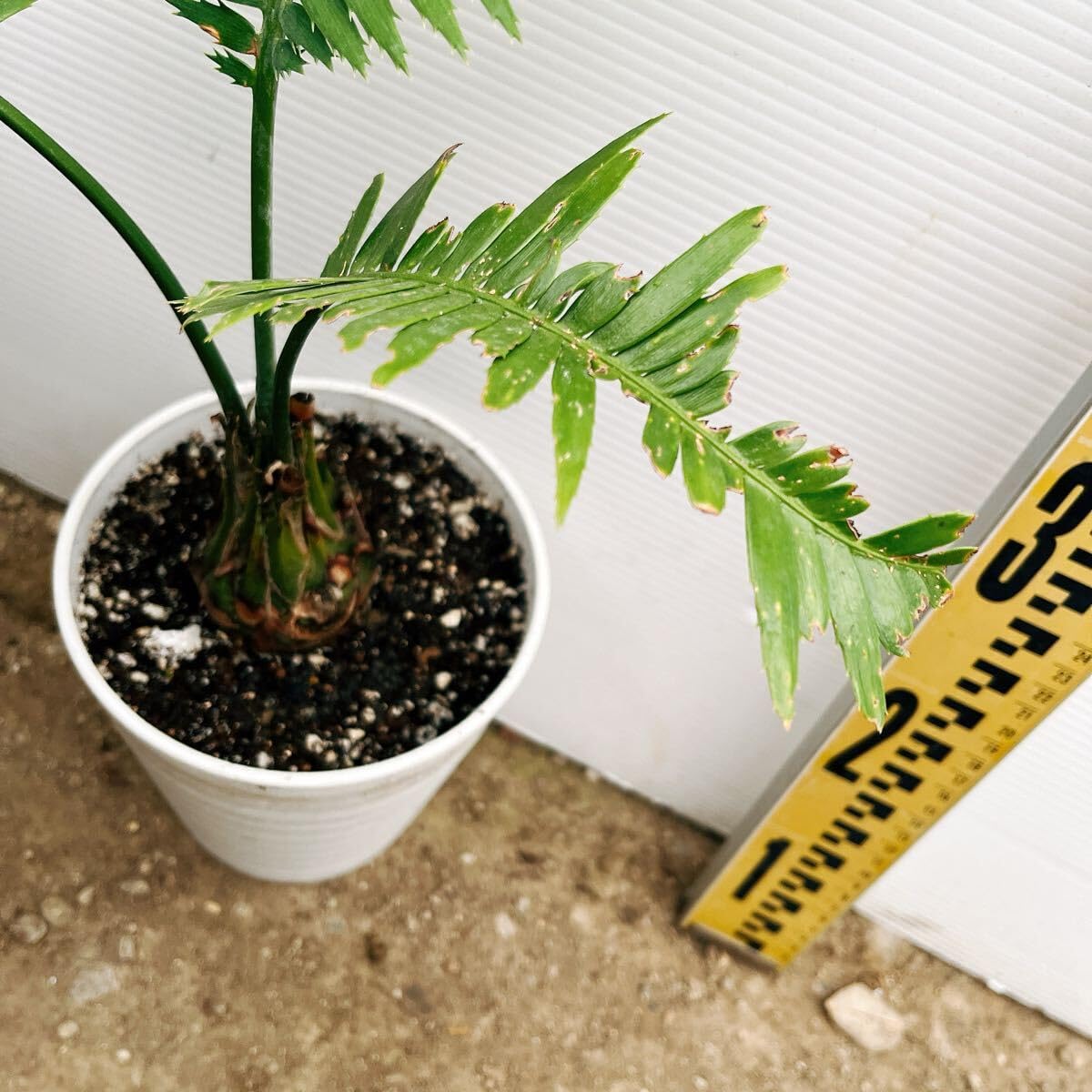 Amazon｜ソテツ サイカス ディオーン スピヌロッサム 5号 蘇鉄