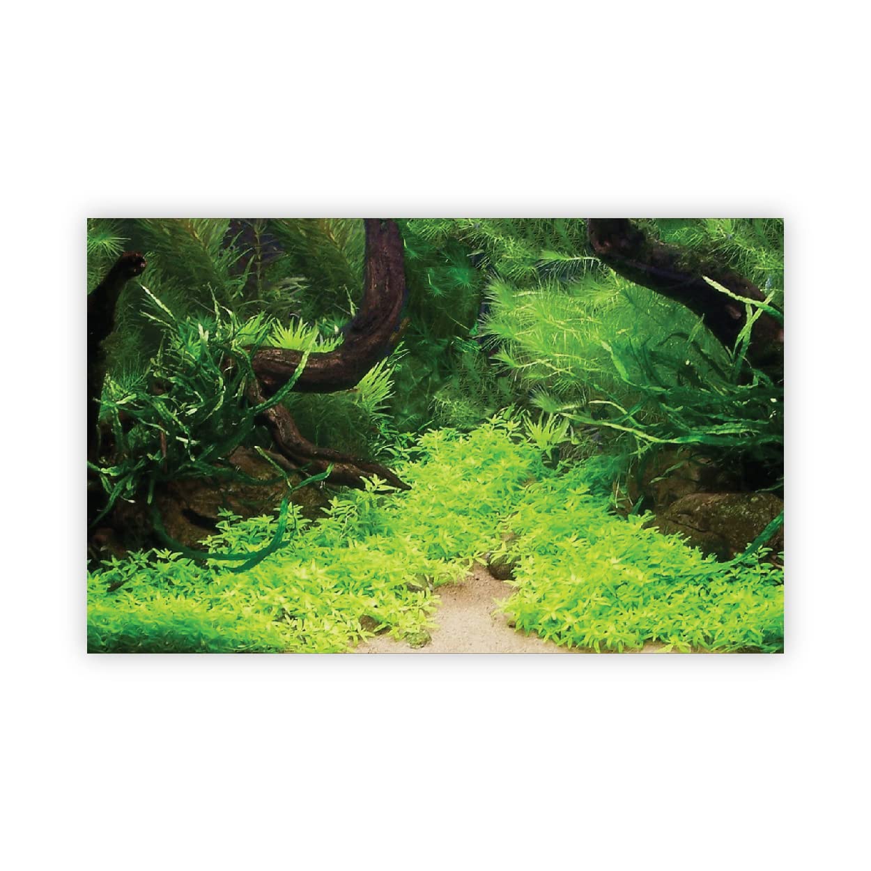 VVWV® Plants Aquirium Background Stickers for Fish Tank Waterproof Vinyl Printed Sticker Multicolored (61 x 30 CMS, Glass) (B0BW4BPFTR) Amazon Price History, Amazon Price Tracker