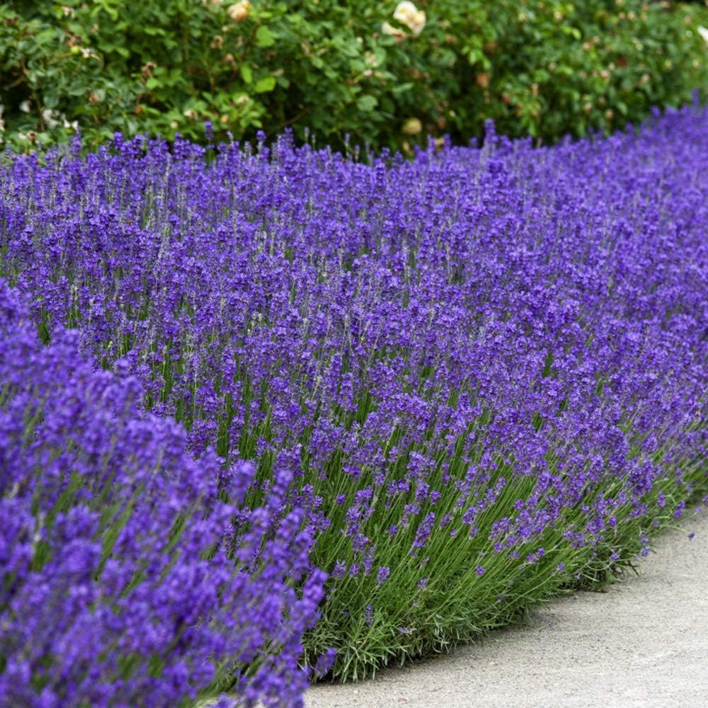 Outsidepride Lavandula Angustifolia True Lavender English Herb Garden Plant Seed - 10000 Seeds