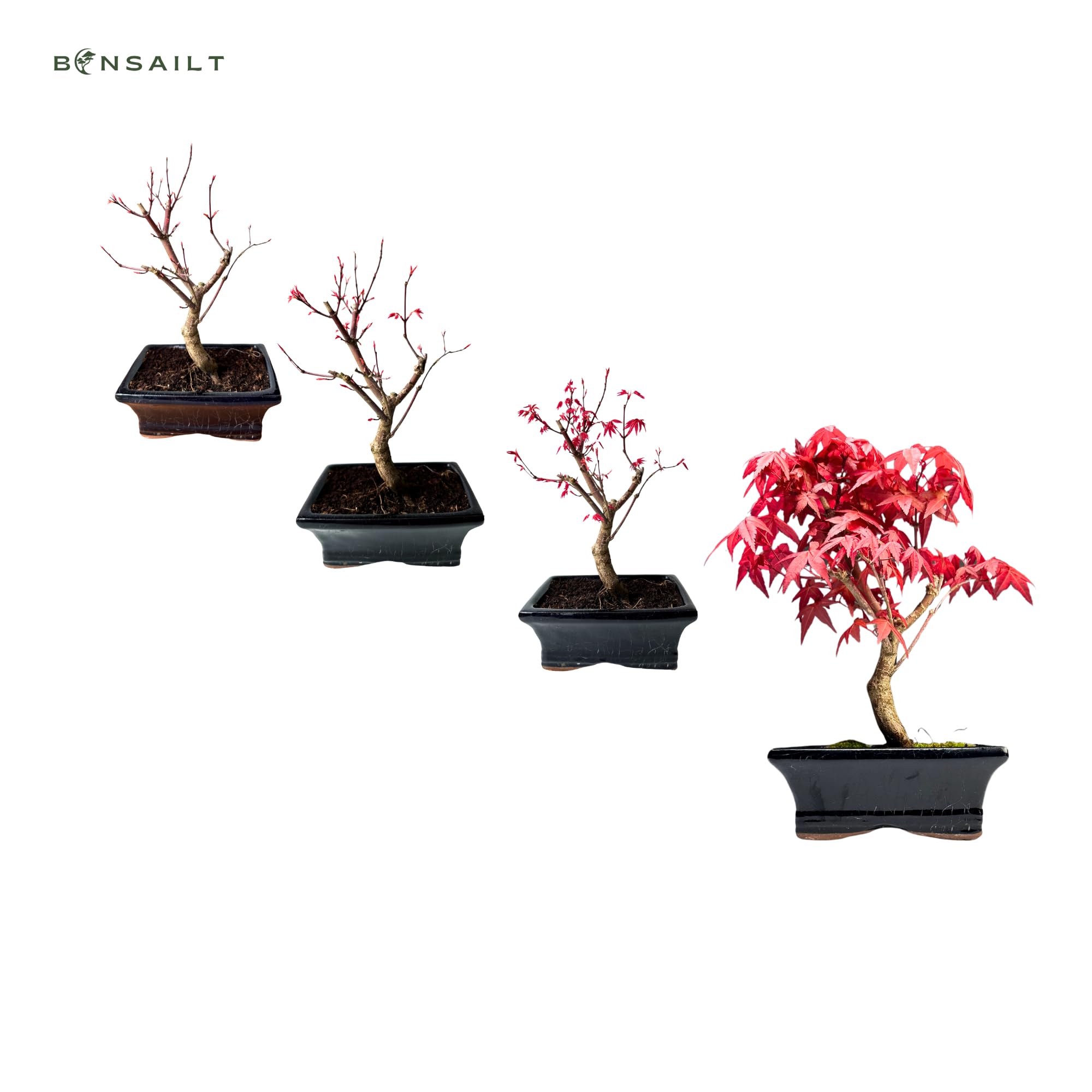 Bonsai DE - Bonsai baum Japanischer Fächerahorn - Acer (Ahorn) bonsai bäume/Japanische Ahorne/baum ist 25-30 cm hoch (Deshojo P15)