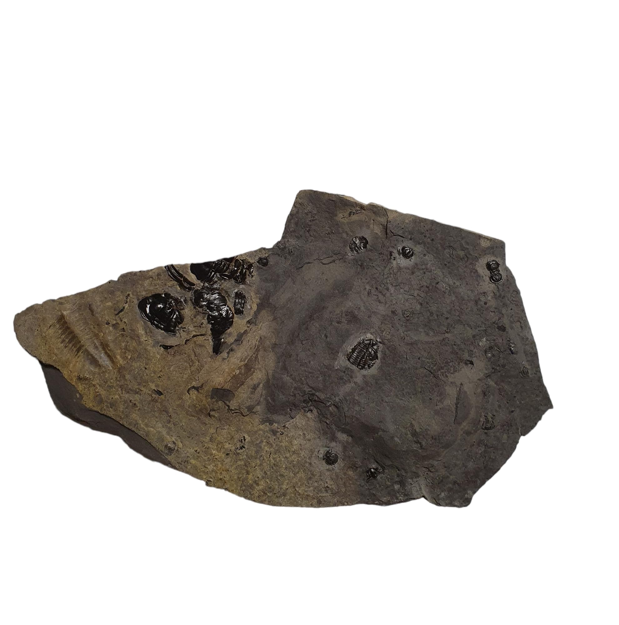 Peronopsis interstricta and Elrathia kingii America Trilobite Geofossiles Minerals Stone Healing Crystals TRAM86