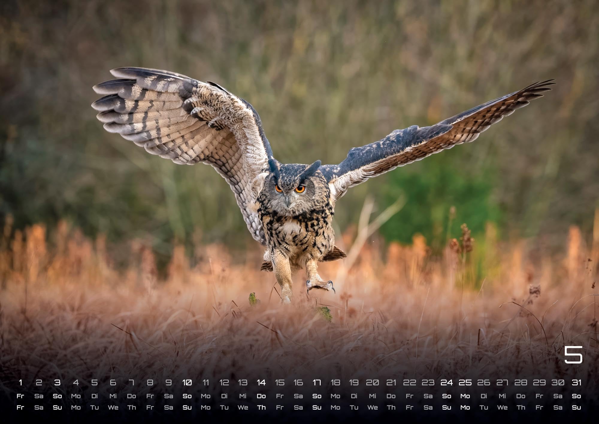 Eulen - Wächter der Nacht - 2026 - Kalender DIN A2: Der Wandkalender mit den schönsten Eulen-Motiven für das Jahr 2026 im extragroßen Format DIN A2 (ca. 60 x 42 cm)!
