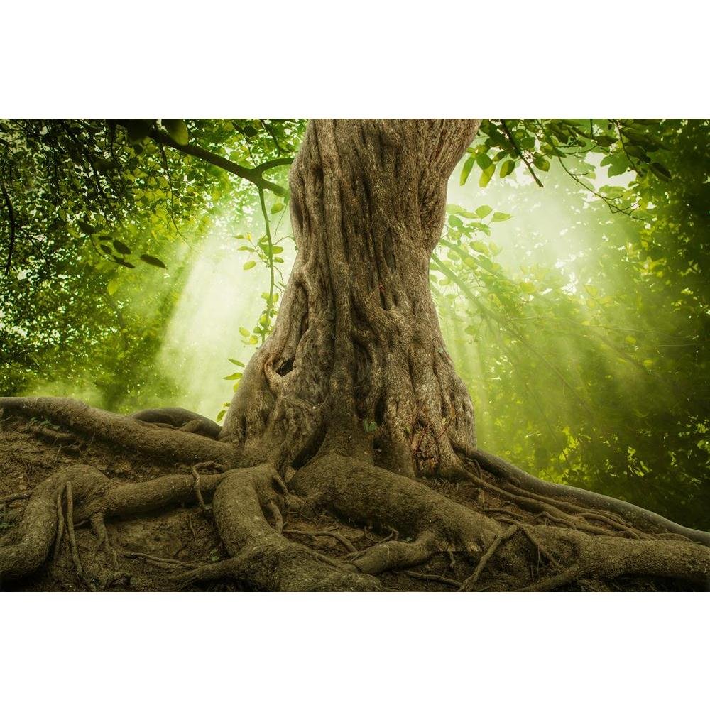 Pitaara Box Big Tree Roots & Sunshine In A Green Forest | Unframed Canvas Painting for Bedroom & Living Room | 27 x 18 inch (69 x 46 cms)