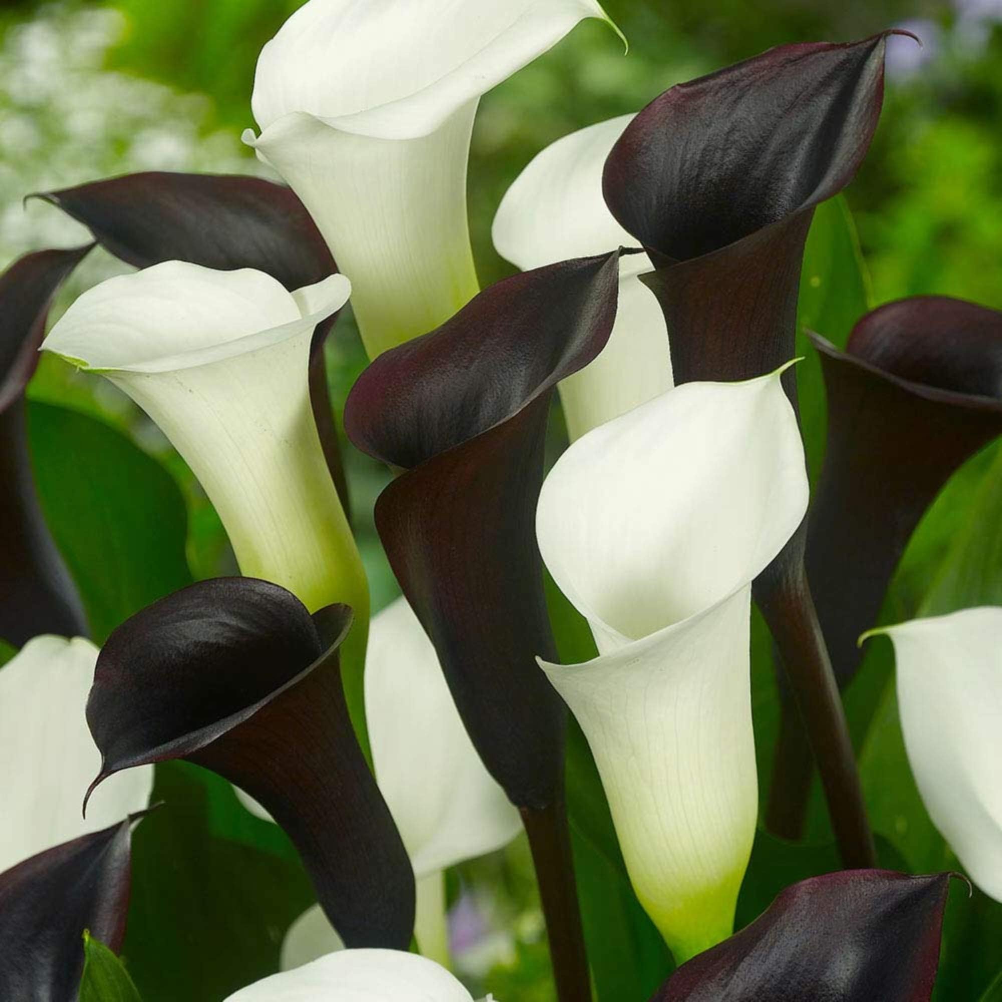 100 Seeds bulbs true calla lily bulbs White calla bulbs White zantedeschia aethiopica #32706570853ST