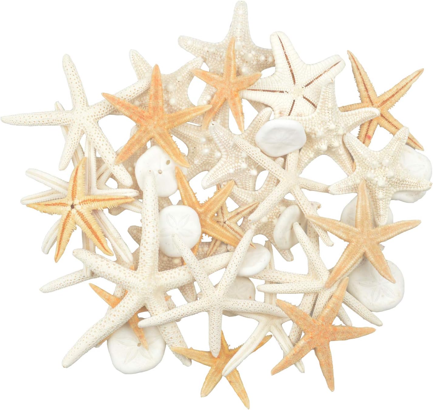 2-6 Inch 30 PCS Starfish10 PCS Sand Dollars Mixed Ocean Beach Starfish-Natural Colorful Seashells Starfish Perfect for Wedding Decor Beach Theme Party, Home Decorations,DIY Crafts, Fish Tank