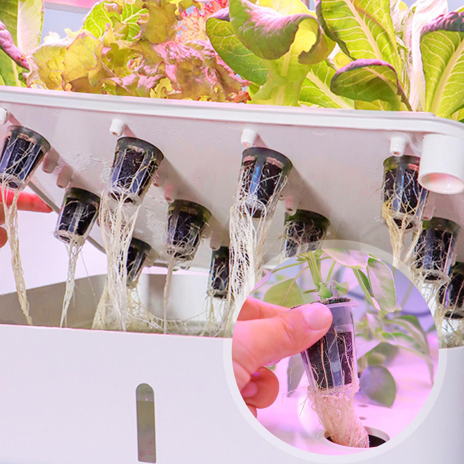 Kit 161 Pezzi Spugne Idroponiche - Per Germinazione Semi E Coltivazione Indoor - Foto 2