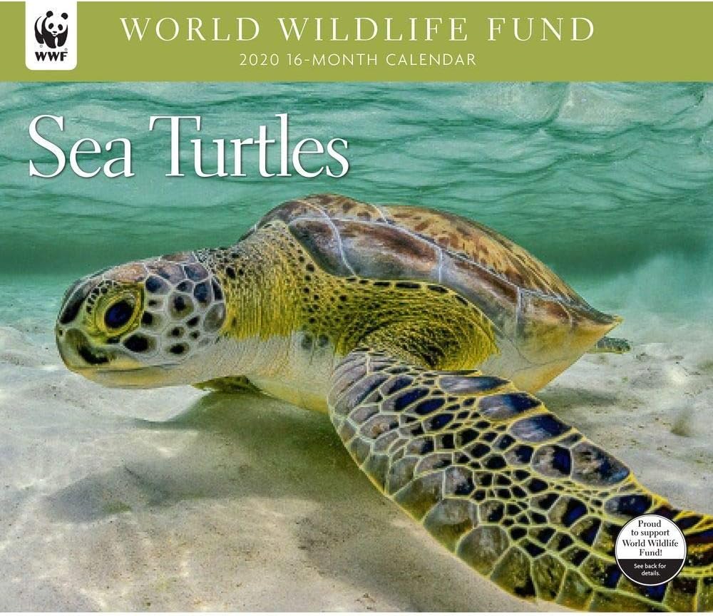 2020 Sea Turtles WWF Wall Calendar, by Calendar Ink