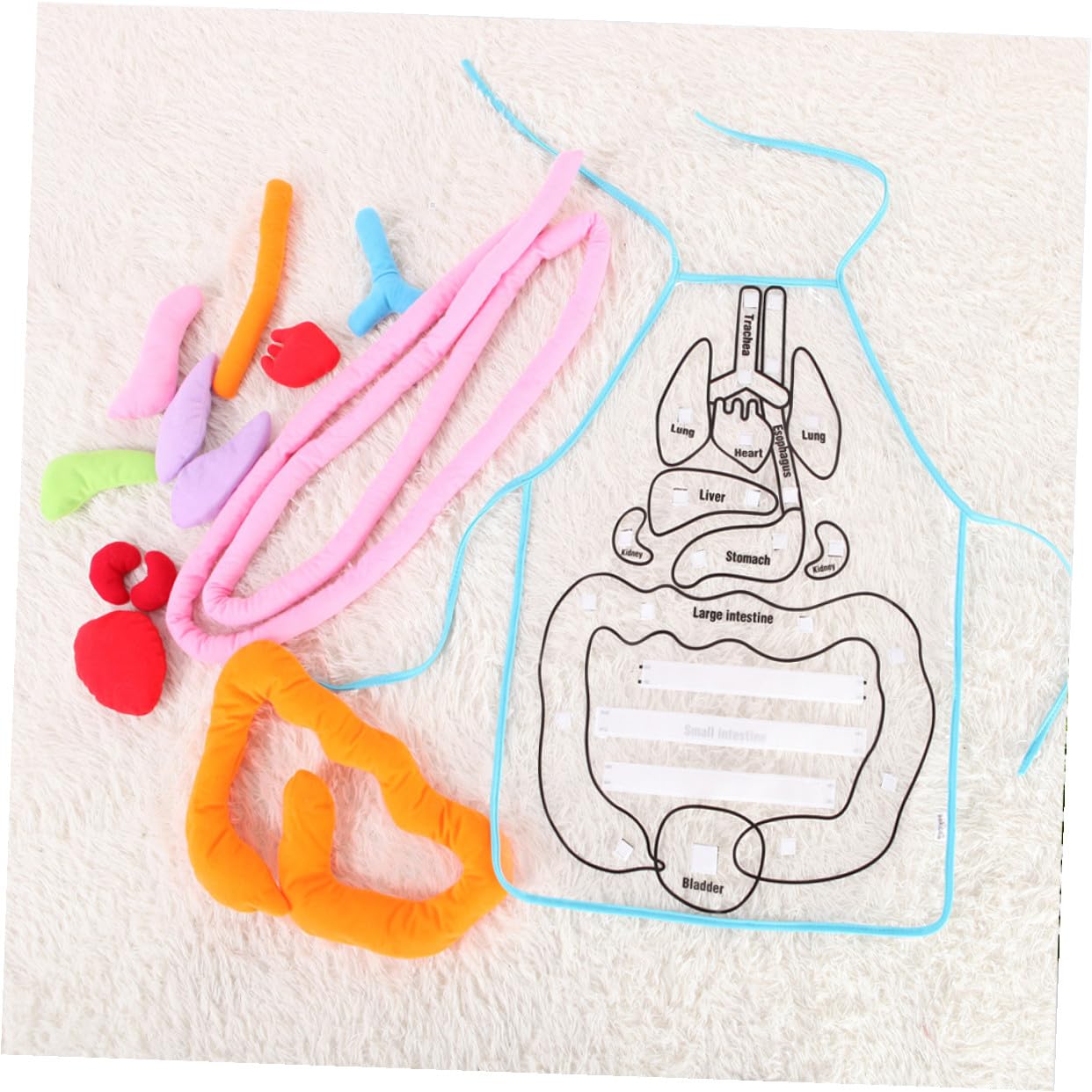 Delantal Educativo Órganos Cuerpo Humano Decoración Colegio para Niños