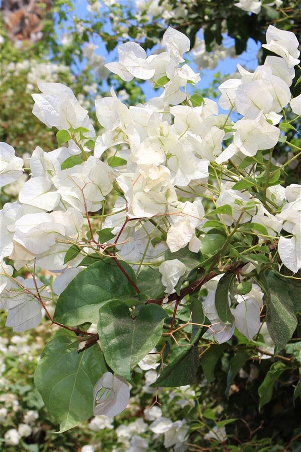 Beyaz Begonvil Bougainvillea, Çiçekli Bodur Bitki