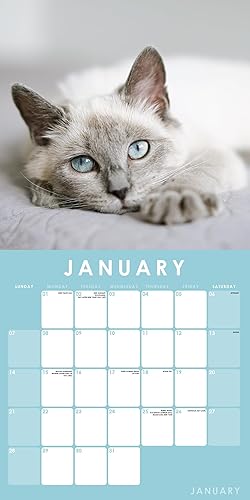 Miniatura 4 de Rochli Calendario de pared cuadrado colgante con bonitos gatos y gatitos 2024 con fotografía impresionante. Sin plástico. Planificador diario,