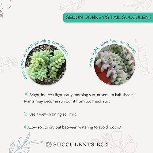 Miniatura 4 de Suculentas vivas de 2 pulgadas Sedum Burrito Donkey's Tail  Plantas suculentas vivas  Suculentas vivas y saludables  Ideas de regalo únicas para