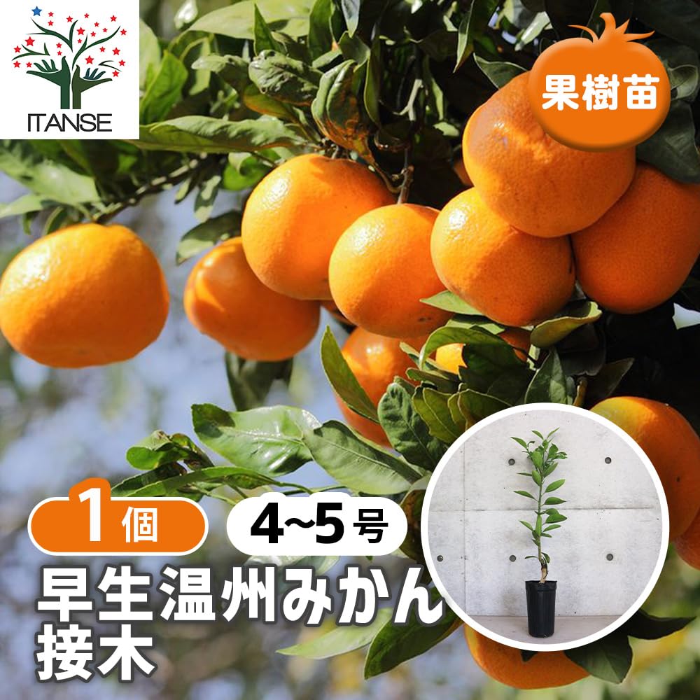 Amazon.co.jp: ITANSE みかんの苗 早生温州みかん 4~5号ポット 1