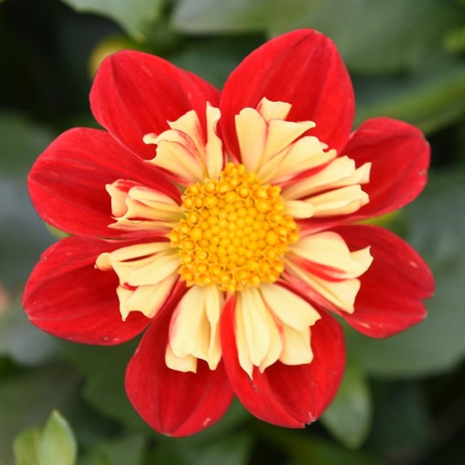 Easy Plant, Strong Plant, Dahlia Bulbs Now UK, Excellent Display, for Containers, Rare Plants, Greening Flower, Natural Organic, 6bulbs-J