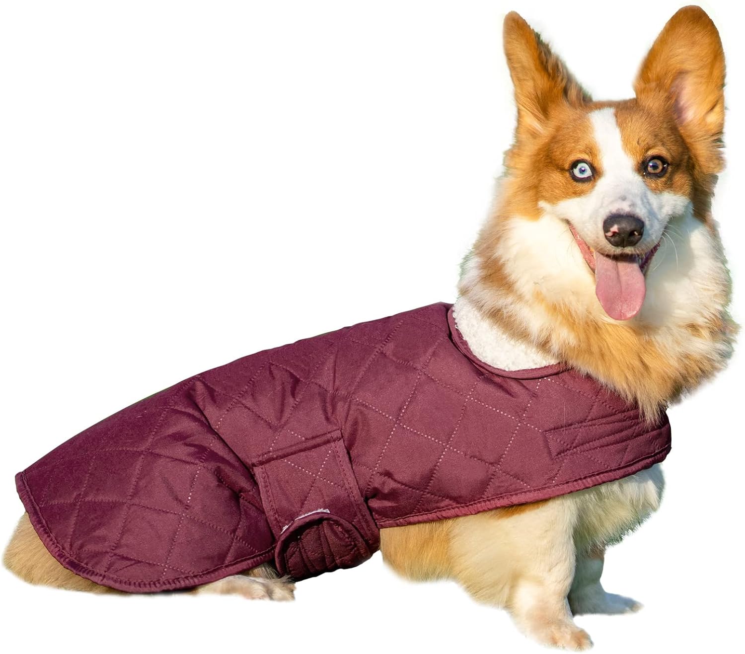 comfort sweater for dogs