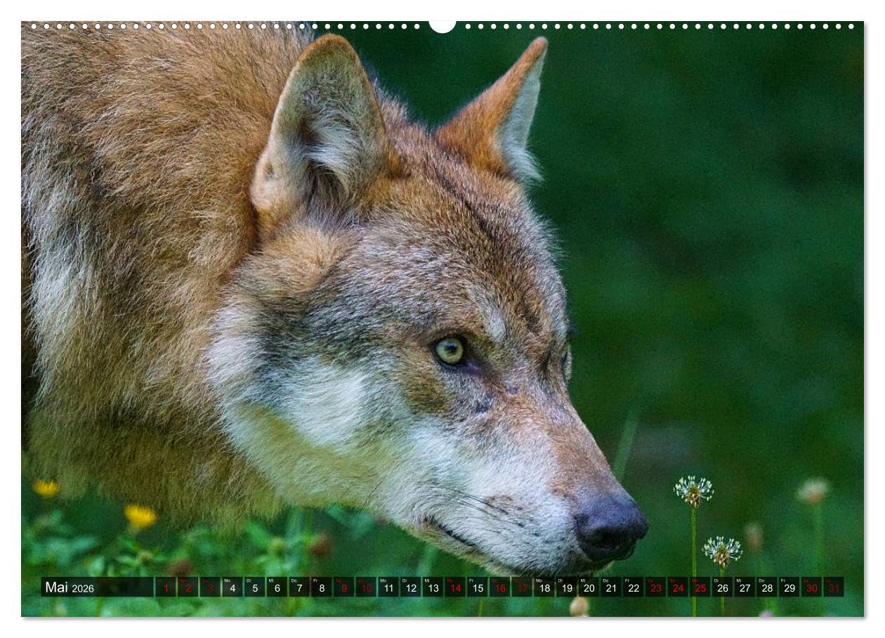 Begegnung mit dem Wolf (Wandkalender 2026 DIN A2 quer), CALVENDO Monatskalender: Faszinierende Aufnahmen von Wölfen aus verschiedenen Territorien (CALVENDO Tiere)