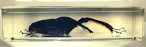 Miniatura 257 de Escarabajo de algodoncillo azul cobalto real de 1.732 in en espécimen de resina de lucita cristalina, insectos, insectos preservados, colección