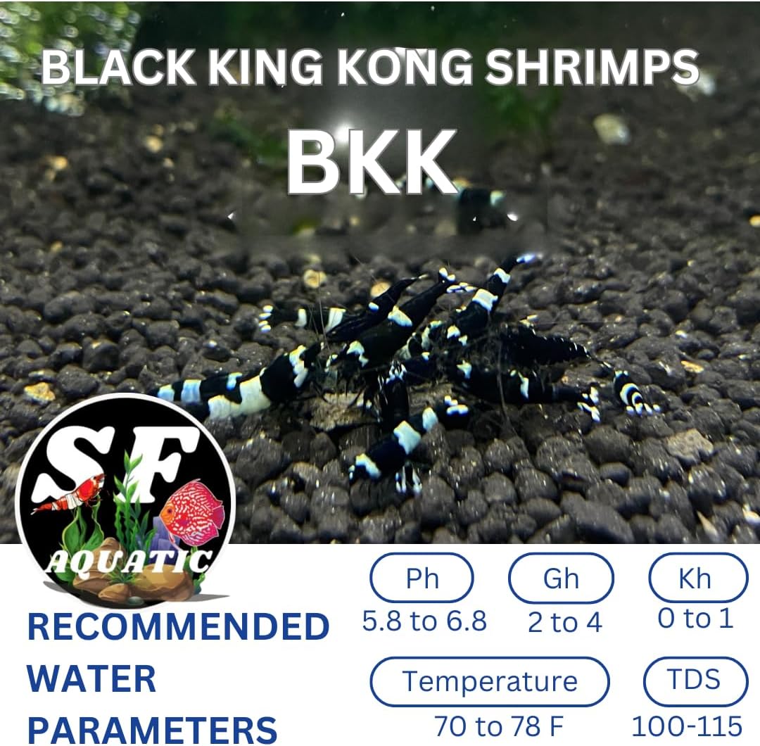 SF Aquatic™ 10 Black King Kong Caridina Taiwanese Bee Live Freshwater Shrimps for Aquarium. Juvenile Shrimps Size 1/2 inch. Live Arrival Guarantee.