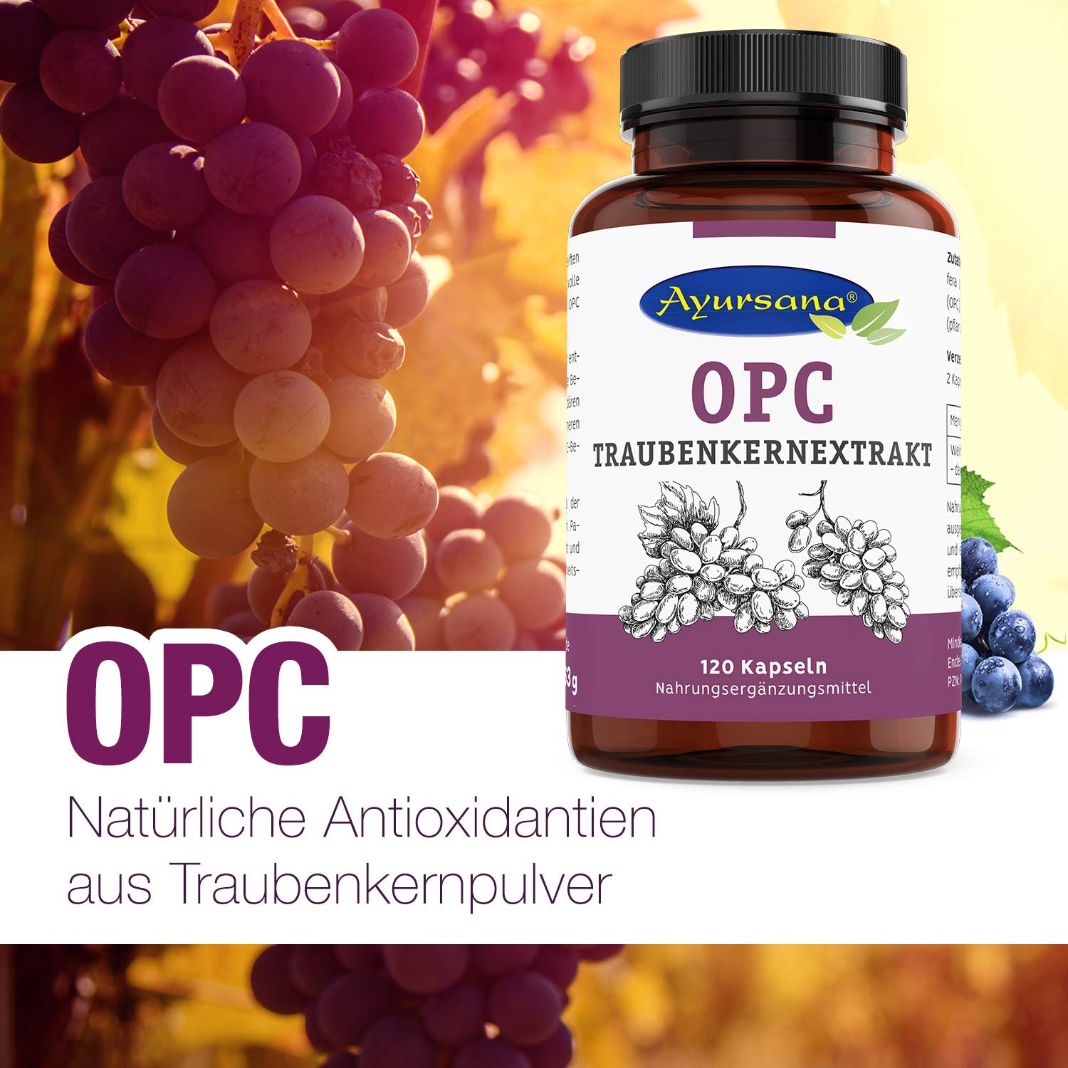 Ayursana OPC Traubenkernextrakt 360 Kapseln – 520 mg reines OPC pro | Ayursana OPC Traubenkernextrakt 360 Kapseln – 520 mg reines OPC pro Tagesdosis – aus französischen Trauben – hochwertig