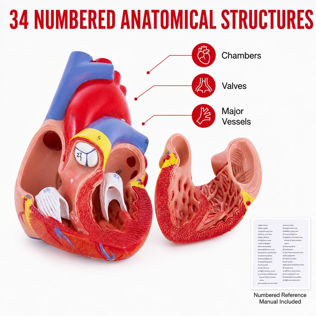 Life Size Heart Model - 34 Anatomy Structures -2