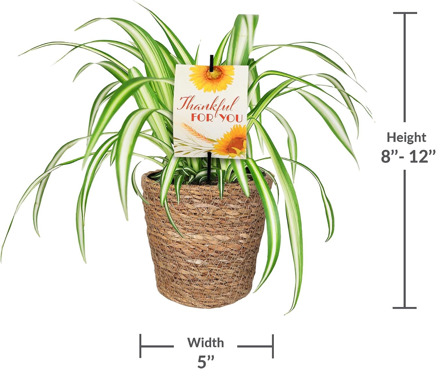 Green Circle Growers 5" Spider Plant in Seagrass Planter, Live Plant – Thankful for You
