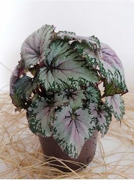 serada decor & plant Begonya Rex Yaprak G zeli, Canl    Mekan Bitkisi