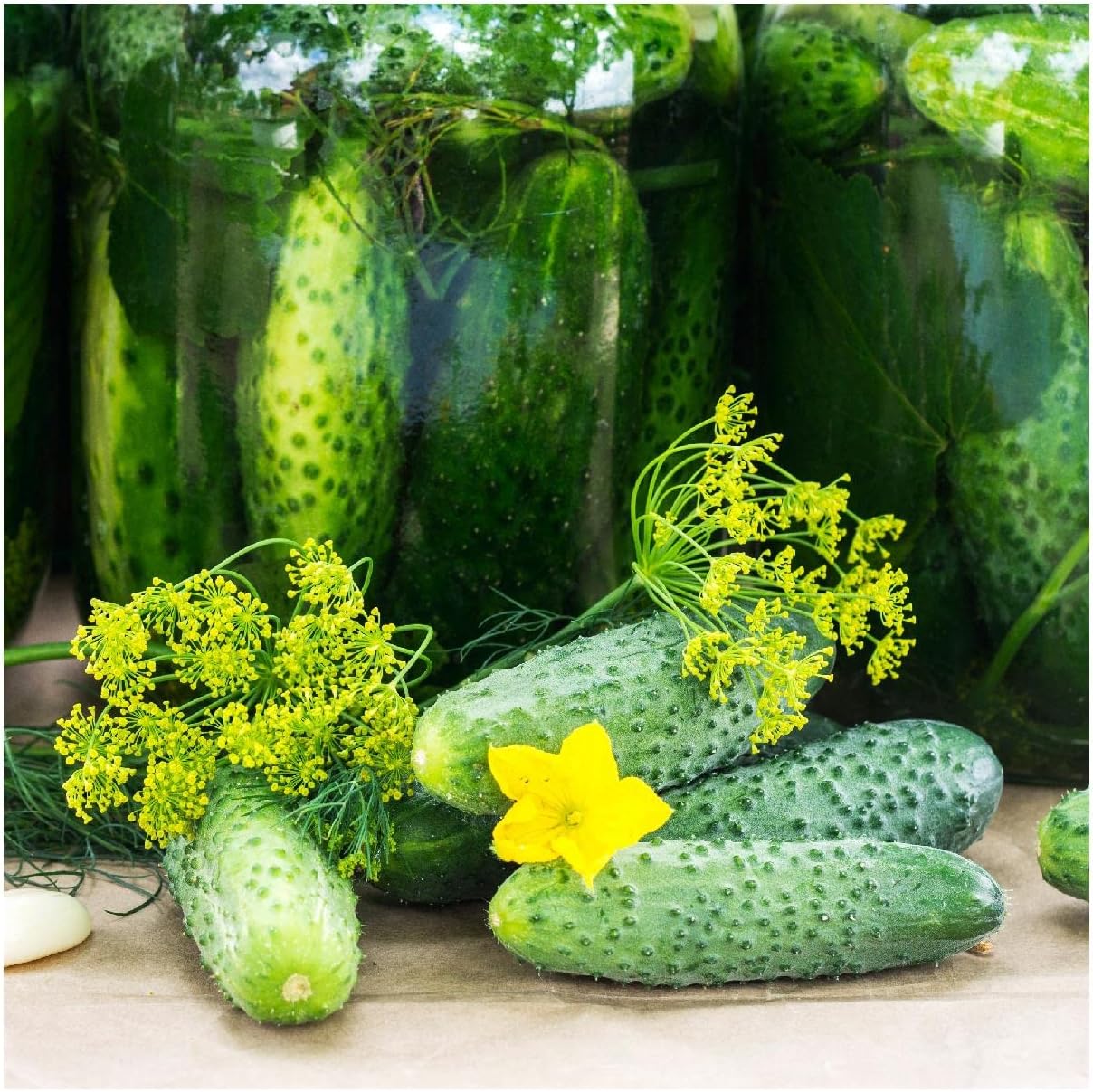 Everwilde Farms - 1 Lb National Pickling Cucumber Seeds - Gold Vault