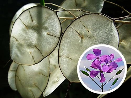 Miniatura 6 de Semillas Silver Dollar (Lunaria) Planta de Dinero Flores Bienales para Plantar