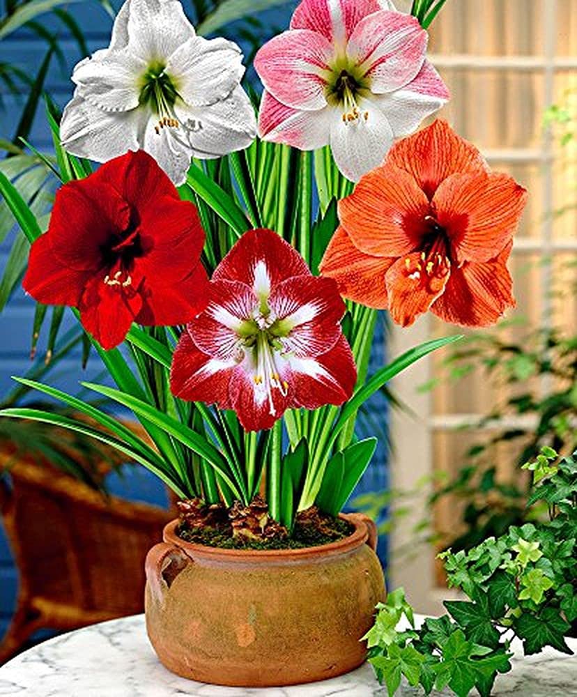 Amaryllis Lilly Dutch Double Flower Pack Of-5 Bulbs (PLANTOGALLERY) (B09B2MDYKL) Amazon Price History, Amazon Price Tracker