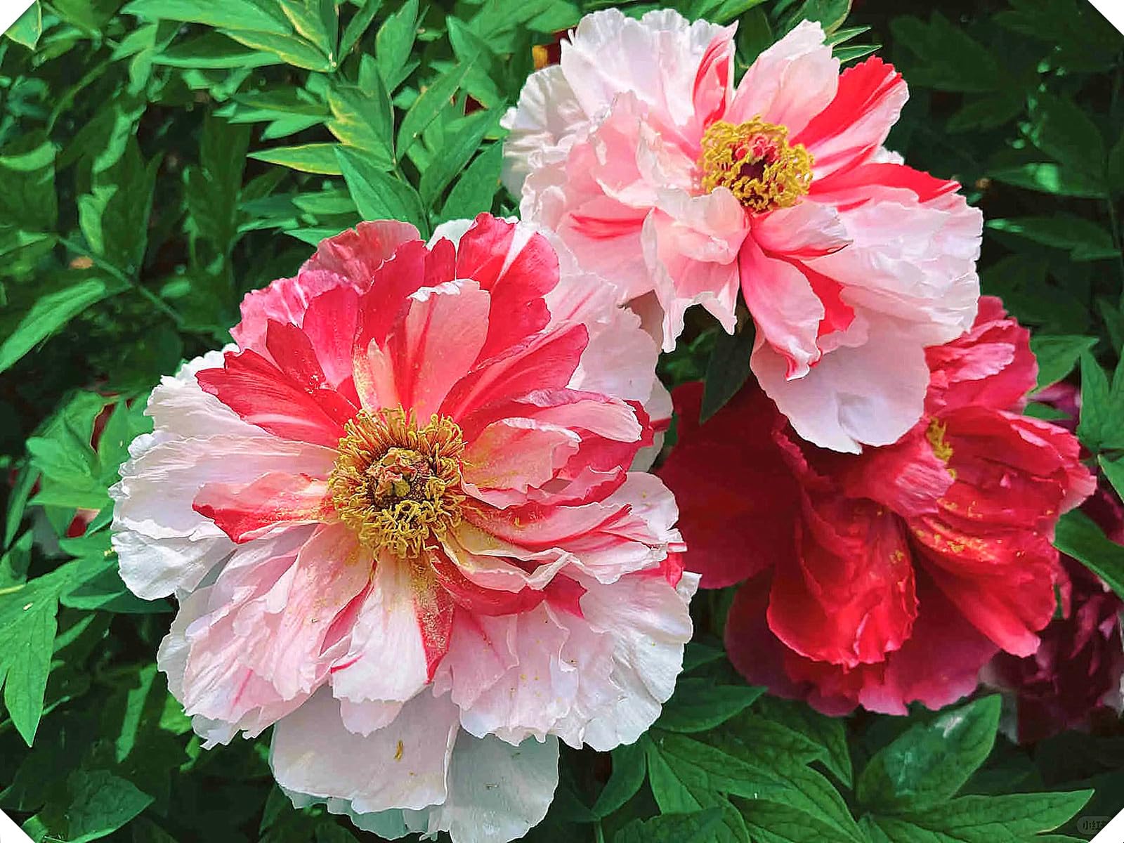 Peony Tubers for Planting,Flowering Rhizome,Excellent Display Indoor, Perennial Balcony Garden Bulbs,Peony Tubers Mix,Peony Tubers Uk-8bulbs-F