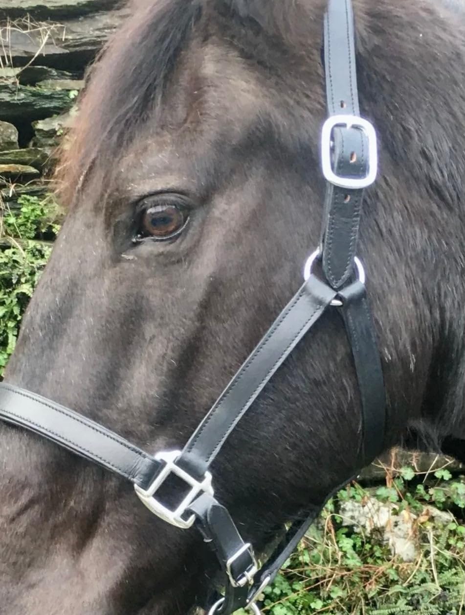 Black Padded Stitched Leather Headcollar - Travel/Shows/Turnout Pony