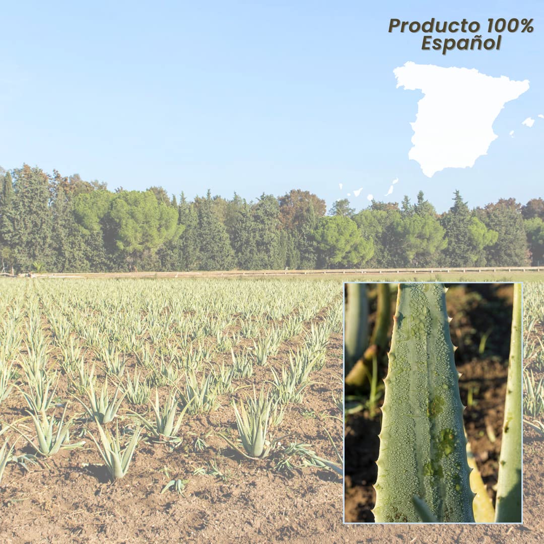 NATURAE Jugo Aloe Vera con Mango ecológico - 3 Recipientes de 1000 ml - Total: 3000 ml