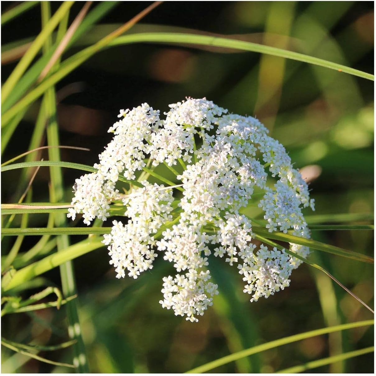 Everwilde Farms - 1 Oz Tall Water Parsnip Native Wildflower Seeds - Gold Vault