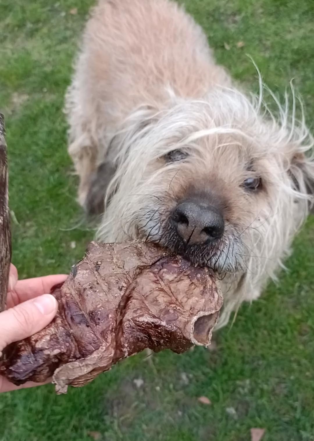 Lobe de Cheval séchée pour Chiens – 1 kg – Friandises hypoallergéniques pour Chien – Article à mâcher pour Chien – Viande déshydratée pour Chiens – Temps de Mastication – Friandises pour Chien