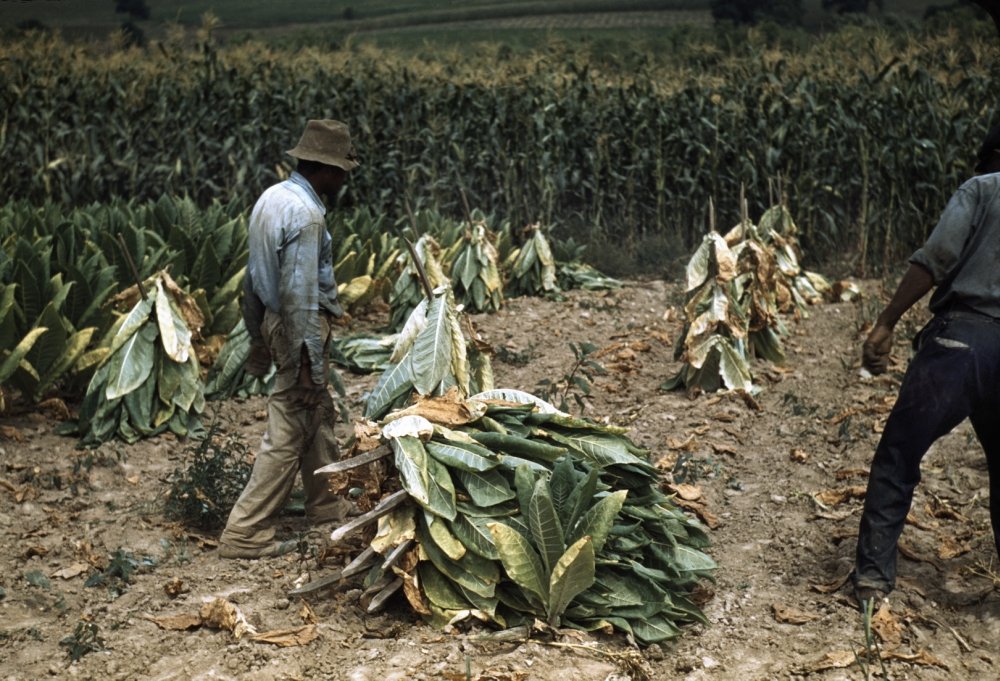 Tobacco Harvest 1940 Nworkers Cutting Burley Tobacco and Putting It On  Sticks to Wilt On The
