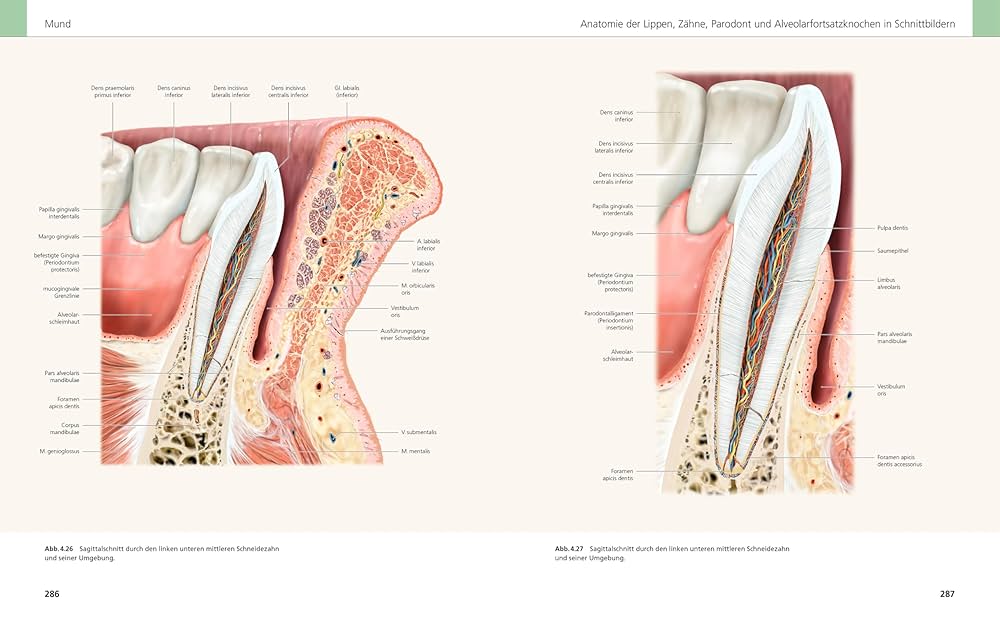 洋書 Das Gesicht der Welt 洋書 Das Gesicht der Welt Das Gesicht der Welt
