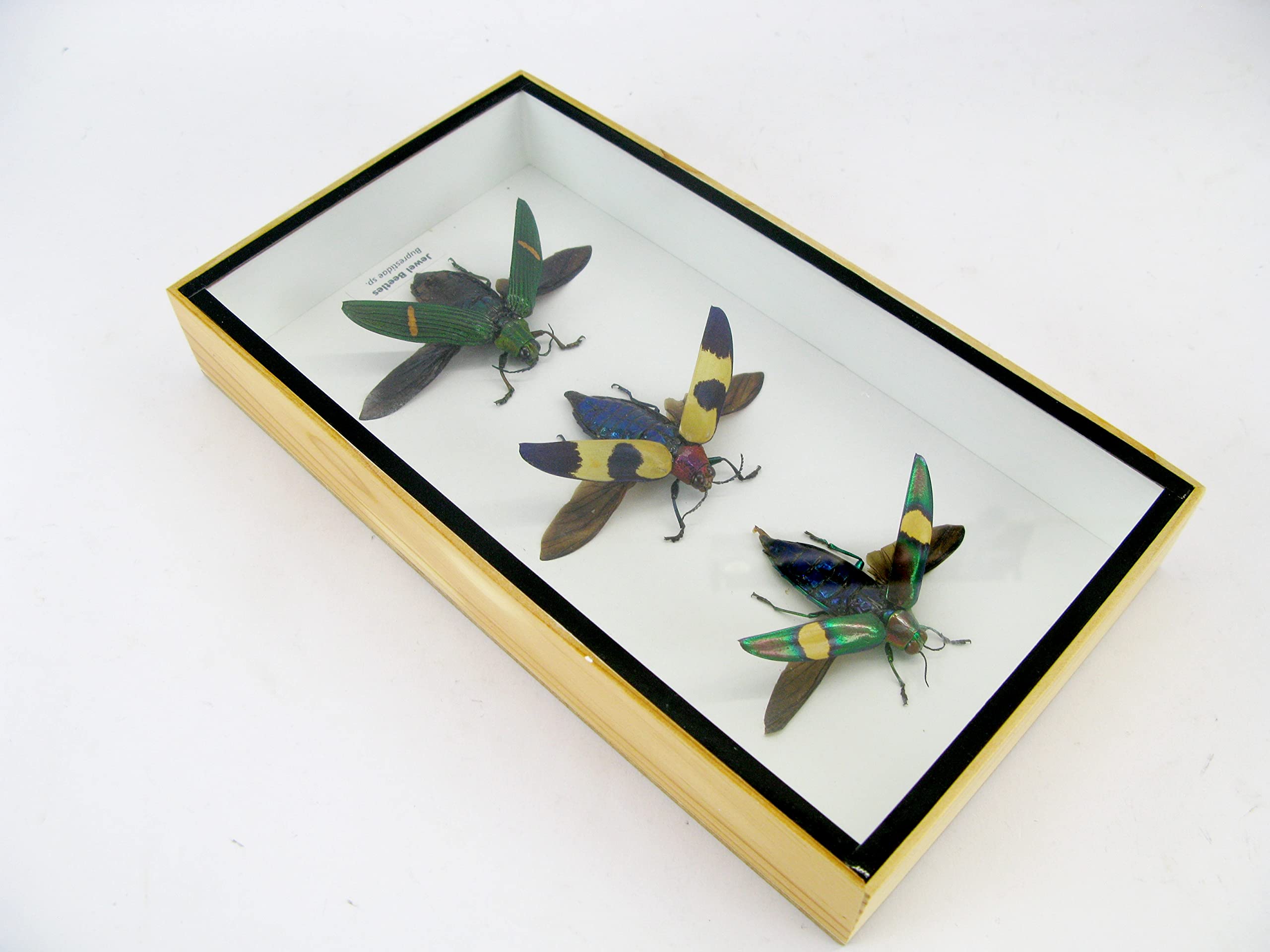 Vero e bellissimo insetti in una vetrina 3D, decorazione da parete incorniciata, taxidermia - Entomologia - (3 x Jewel Beetles aperti - Buprestiadae sp.)