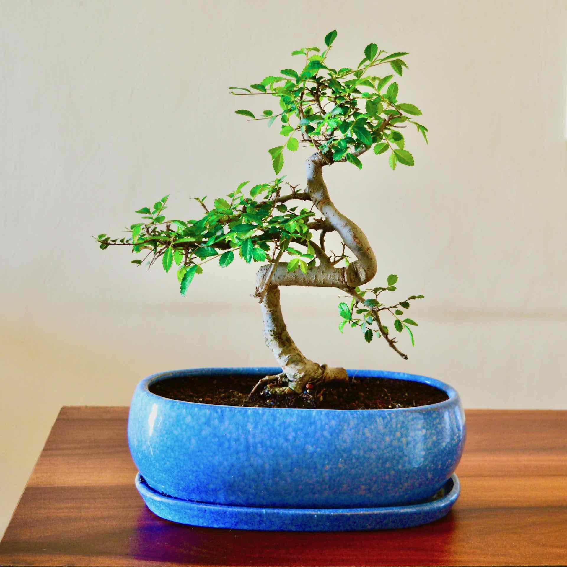 Abana Homes Chinese Elm - S Shaped - Outdoor Real Bonsai Plants Live for Home with Pot (B07D6V5XNS) Amazon Price History, Amazon Price Tracker
