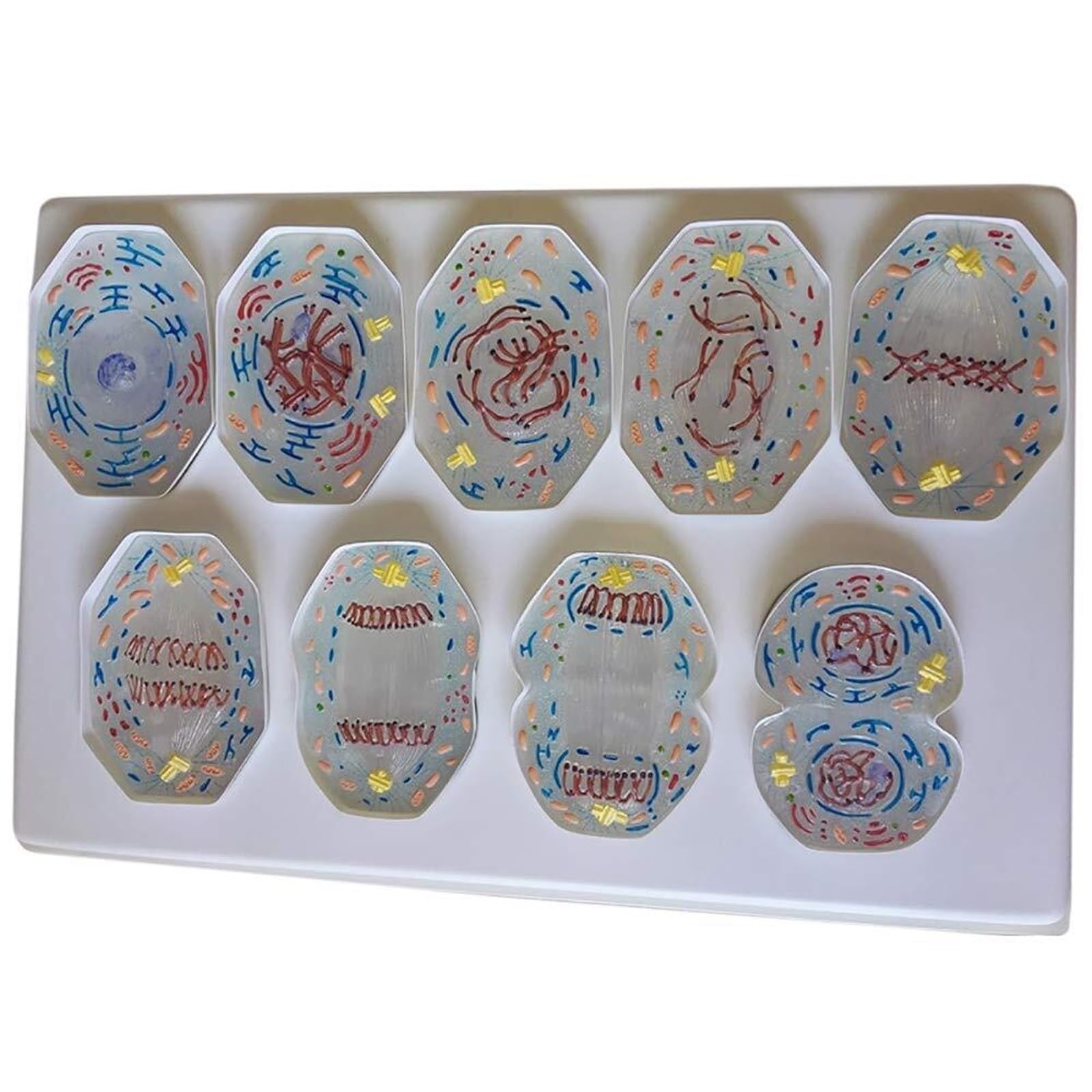 Modelo de enseñanza de biología, 10 Piezas, Modelo de Meiosis de células Animales, Estructura Celular for Aula, taxonomía, Etapa de división Celular, visualización anatómica Celular