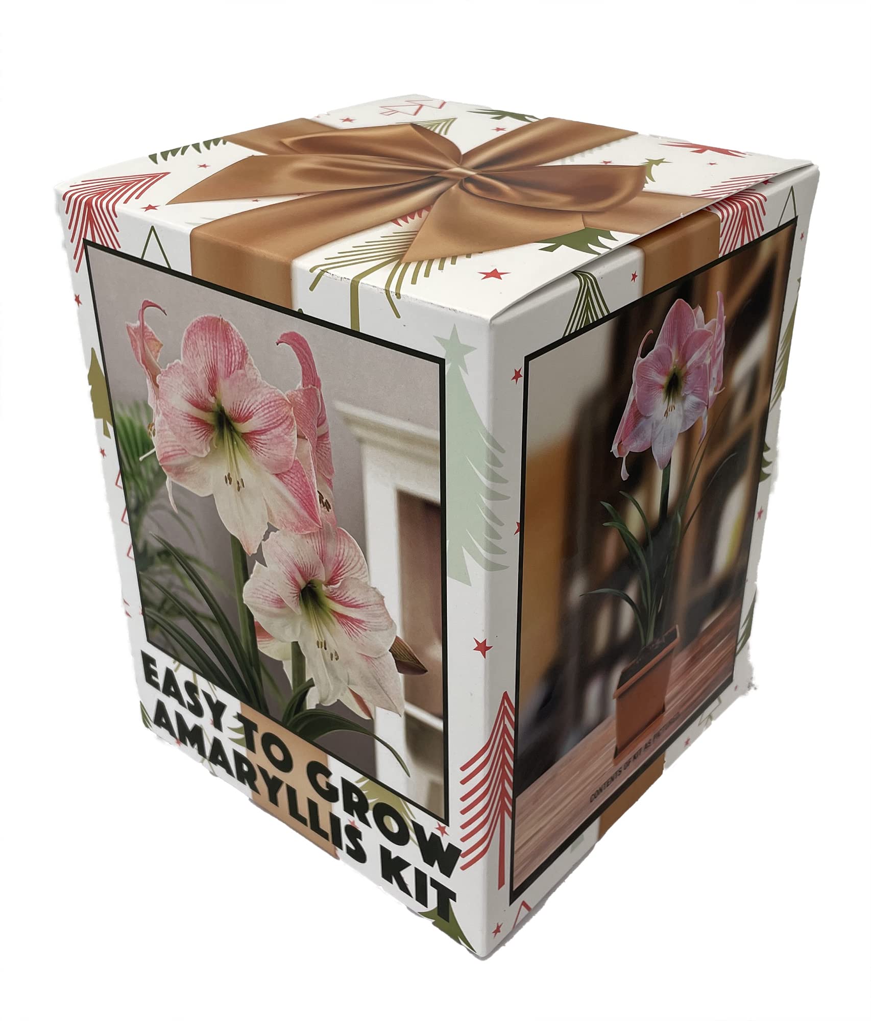 Amaryllis Kit: Apple Blossom + Plastic Pot and Soil - 26/28 cm Bulb - Netherland