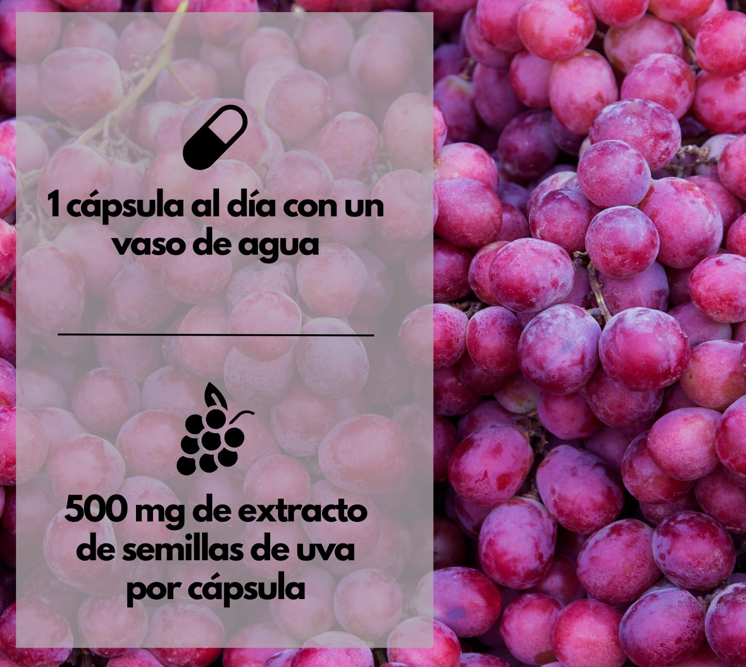 EXVital® OPC Extracto de semilla de uva - 240 cápsulas - alta dosis de 500 mg por cápsula - procedente de uvas francesas - probado en laboratorio y vegano