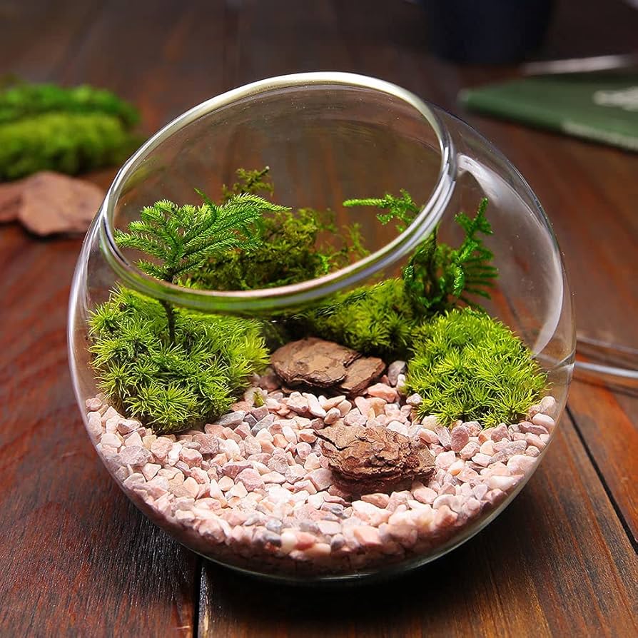 プーの助 手作りガラス温室風テラリウムケース プーの助様専用 手作りガラス温室風テラリウムケース