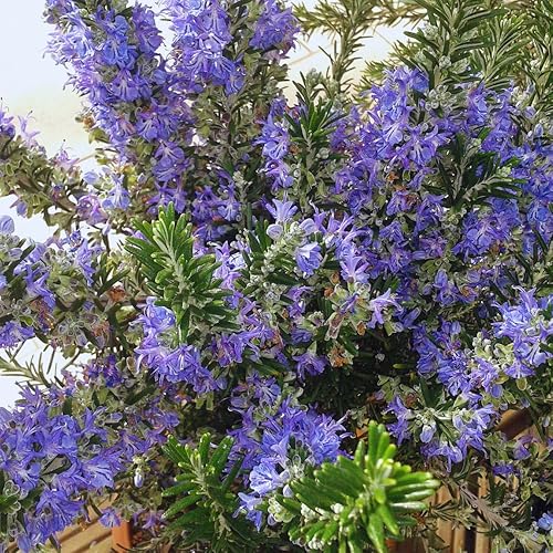 Miniatura 5 de Juego de 3 plantas de romero vivas, plantas vivas de romero azul, de 3 a 5 pulgadas de altura