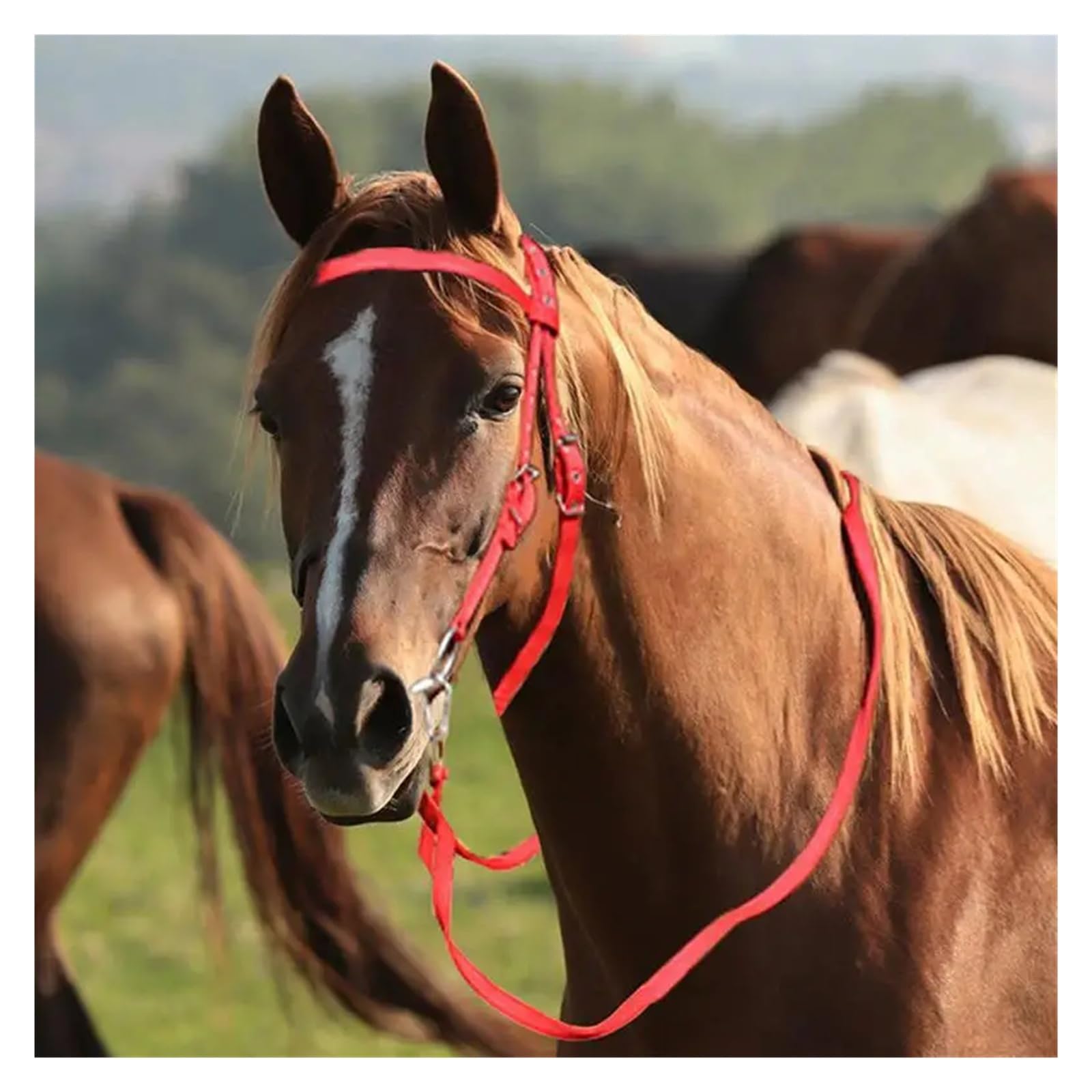 Halfter und Trense für Pferde aus Nylon, verstellbar, robustes Halfter mit Metallschnallen zum Reiten und Stall (Red55*15)