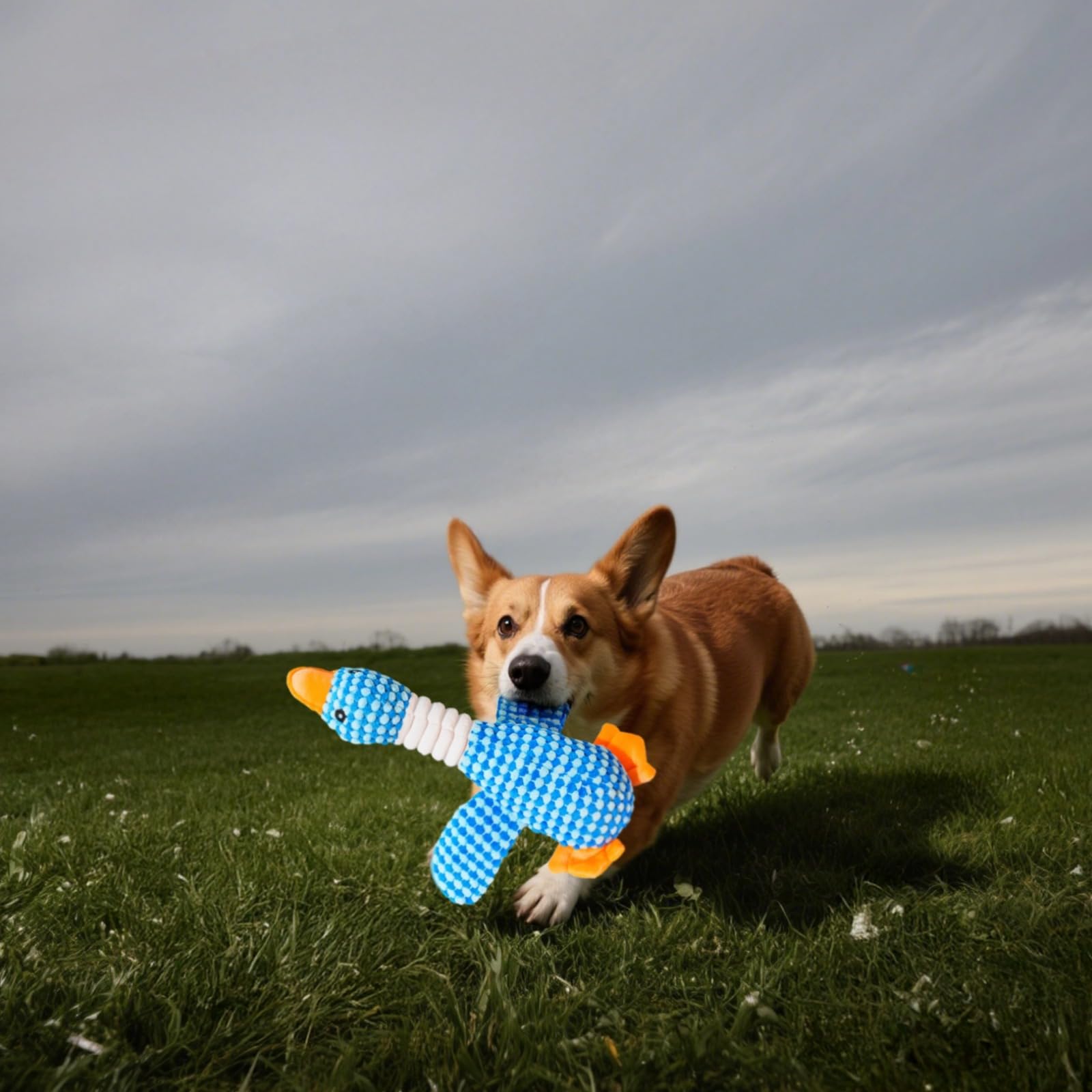 Générique Jouet pour Chien oie avec couineur, Lot de 2, 28 cm, Peluche pour Grands Chiens, Jouet à mâcher Robuste, Jouet interactif pour Le Jeu et Les instants de réconfort, pour Toutes Les Races