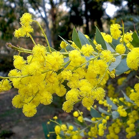 Amazon Co Jp 三角葉アカシア 6号鉢 品種で選べる花木 1個売り 学名 Acacia Cultriformis マメ科アカシア属 半耐寒性常緑低木 三角葉がとても特徴的な品種 春先になると黄色のかわいい花をたくさん咲かせます 成長すると高さが3mを超えることもあり シンボル Amazon Co Jp 三角葉アカシア 6号鉢 品種で選べる花木 1個売り 学名 Acacia Cultriformis マメ科アカシア属 半耐寒性常緑低木 三角葉がとても特徴的な品種 春先になると黄色のかわいい花をたくさん咲かせます 成長すると高さが3mを超えることもあり シンボル